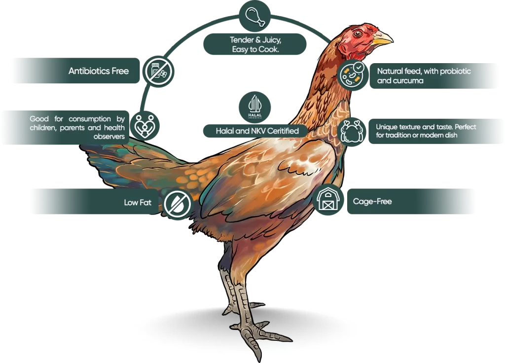 ayam kampung super