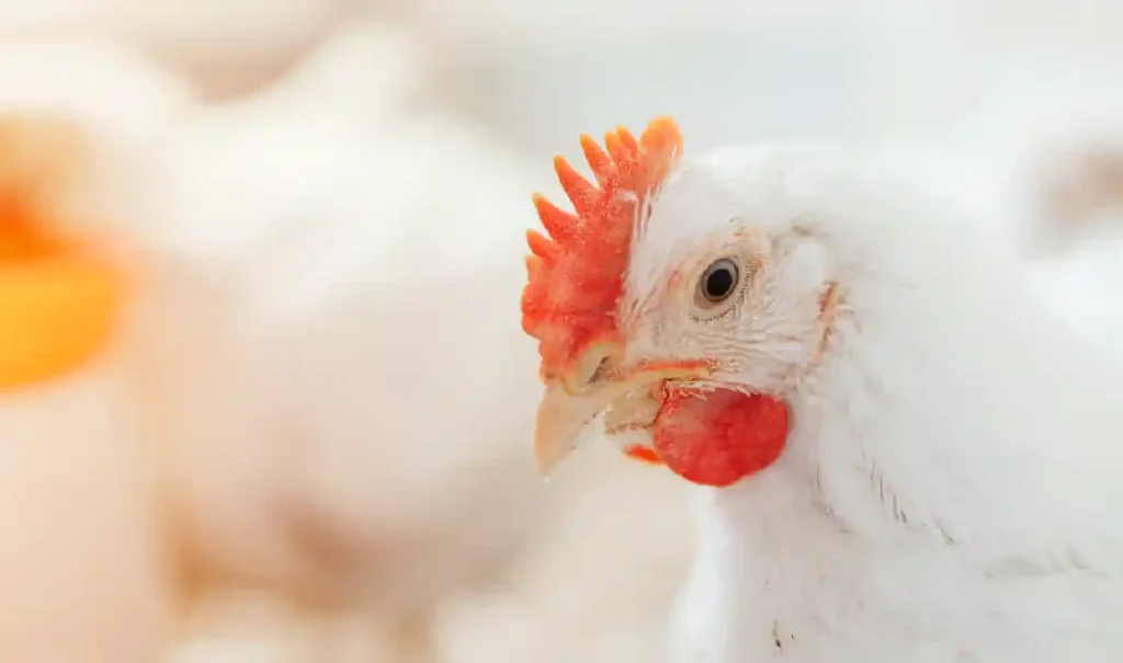 Jenis, Keunggulan, Nutrisi pada Ayam Pedaging