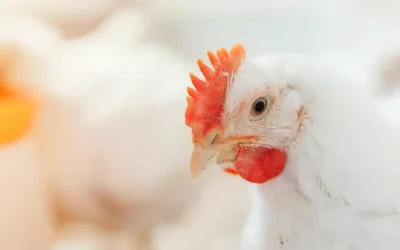 Broiler Chickens: Types, Advantages, and Nutritional Value