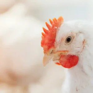 Jenis, Keunggulan, Nutrisi pada Ayam Pedaging